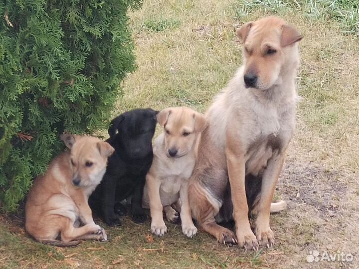 Семья собачек