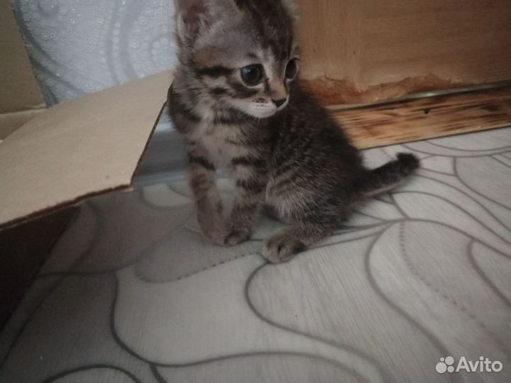 Кошечка - девочка