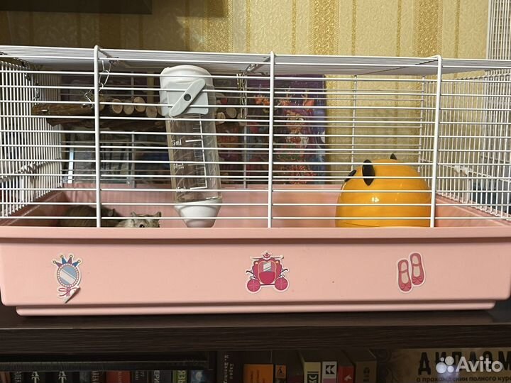 Крыса с клеткой