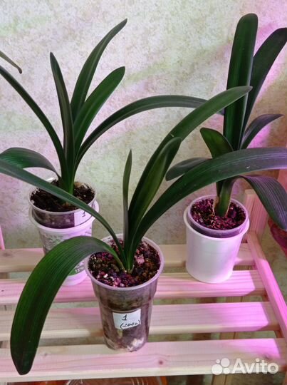 Кливия оранжевая