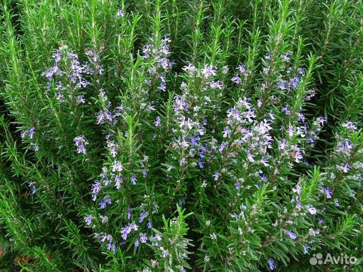 Розмарин вечнозеленый кустарник