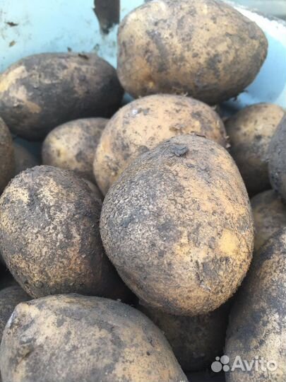 Продам картофель