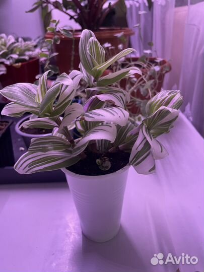 Традесканция