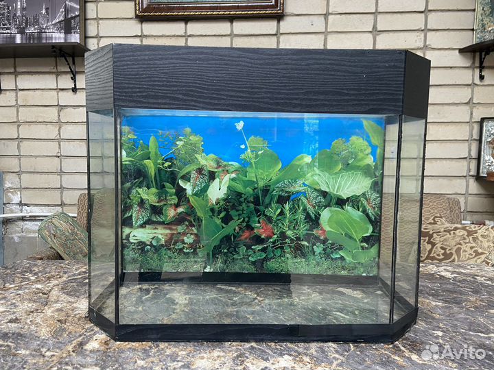 Аквариум