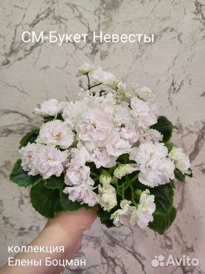 Фиалки сортовые