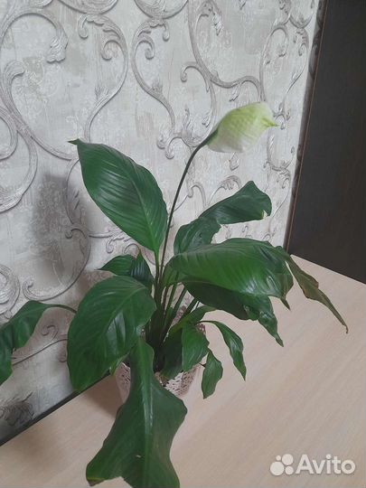Спатифиллиум, ирезине,оленьи рога,денежное дерево