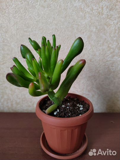 Крассула хоббит