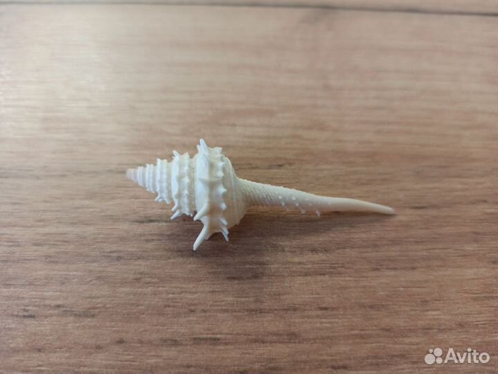 Морская раковина