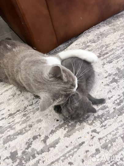 Шотландские котята