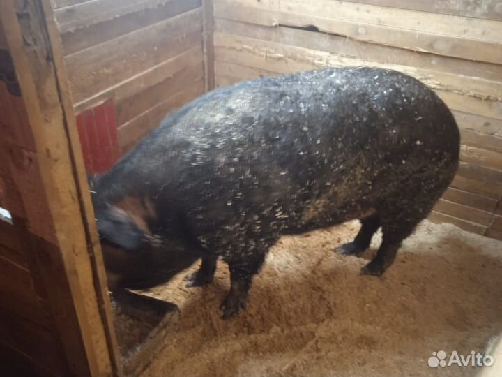 Хряк венгерской мангалицы