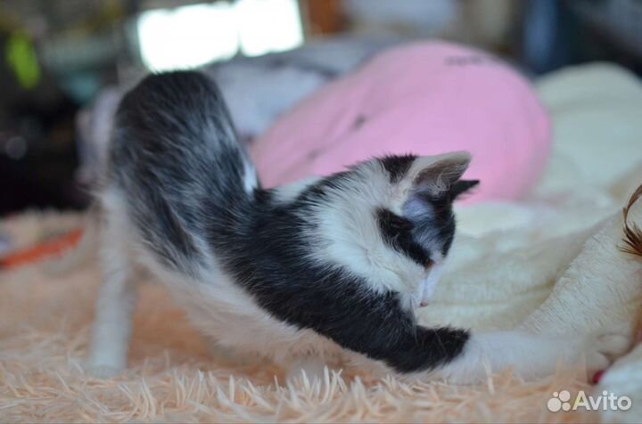 Котенок Саймон в добрые руки