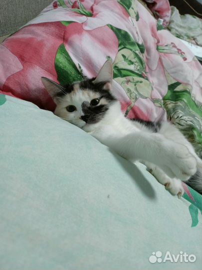 Кошка в дар