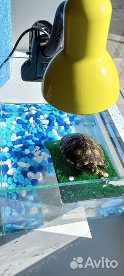 Красноухая черепаха в добрые руки