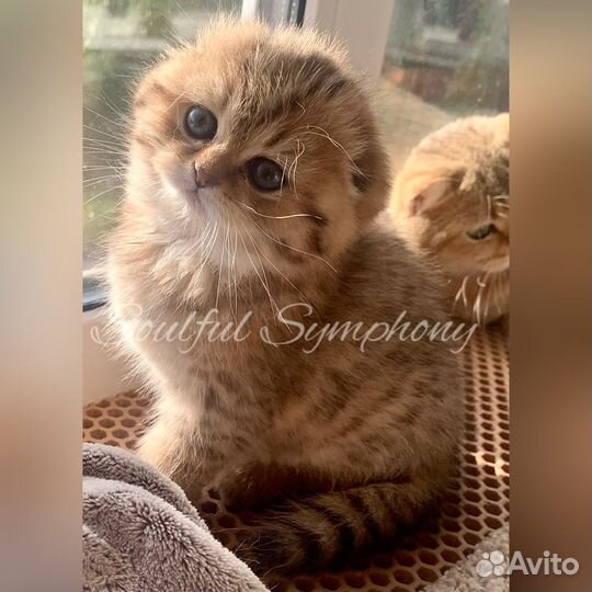 Шотландский вислоухий котенок