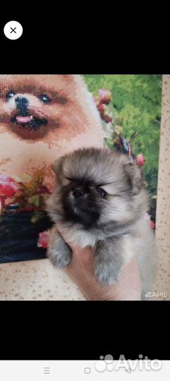 Щенки шпица мини мишка
