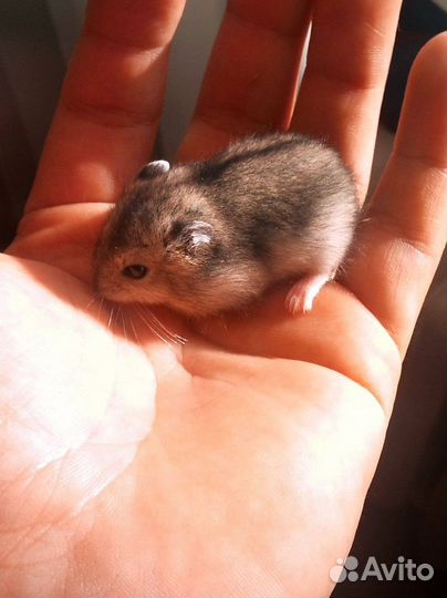 Джунгарский хомяк