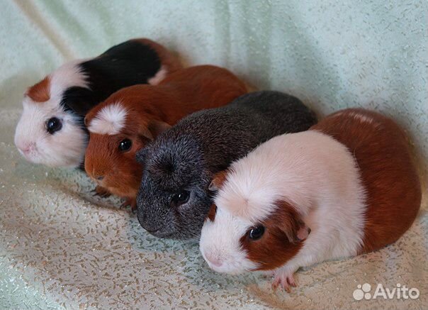 Морские свинки