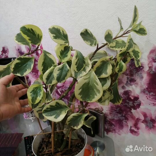 Пеперомия вариегатная