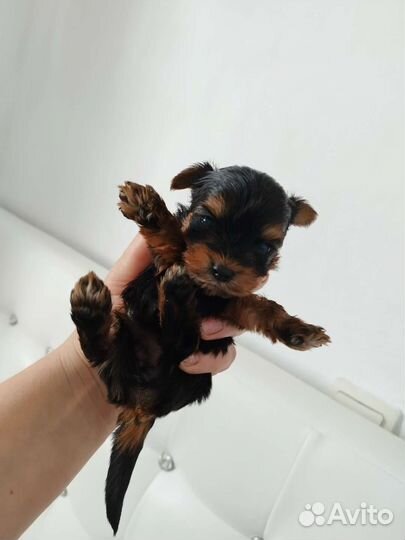 Йоркширские терьеры