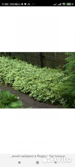 Сныть. Прекрасный ковëр для озеленения участка