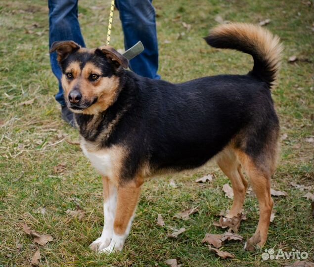 Зита, жизнерадостная, стерилизована