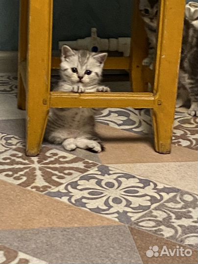 Шотландские котята