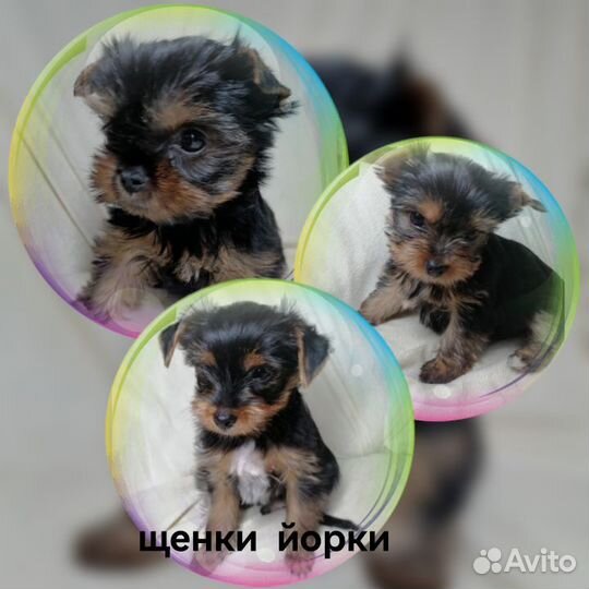 Йоркширский терьер щенки