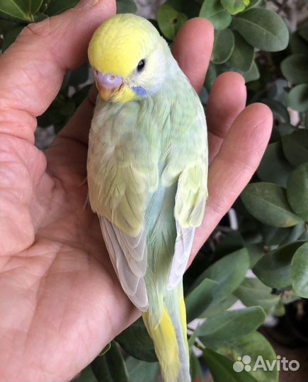 Птенцы волнистого попугайчика радужного окраса