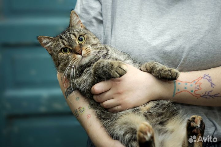 Очень ласковая кошка стерилизована 2 года