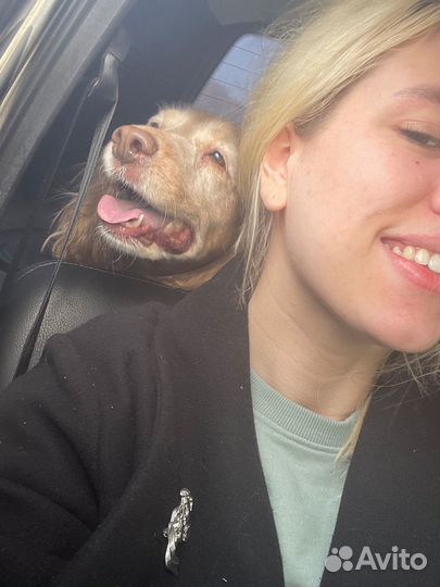 Догситтер выгул собак