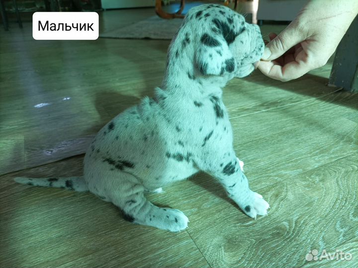 Щенки немецкого дога
