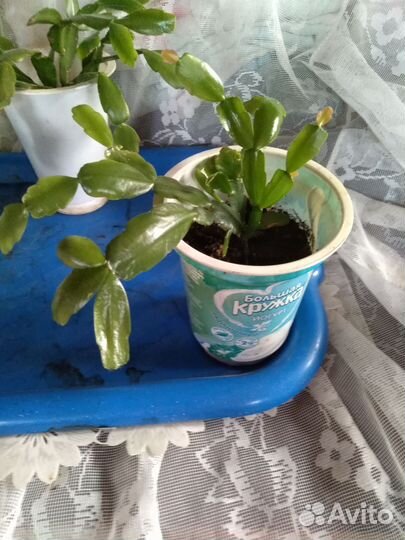 Декабристы