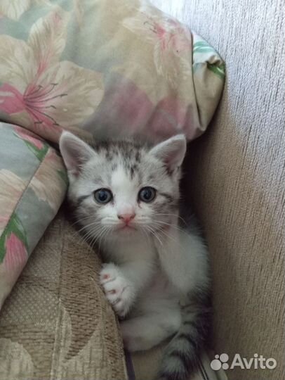 Котята