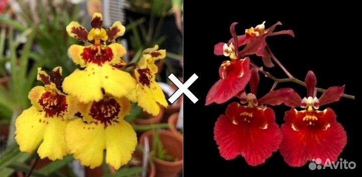 Tolumnia Golden Sunray x Jairak Firm 'Red Devil'