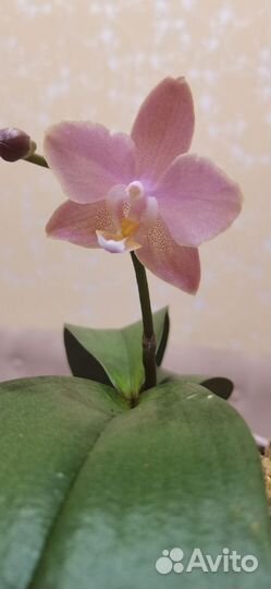 Орхидея фаленопсис парфюмерная фабрика