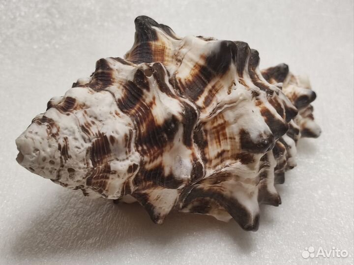 Морская раковина Vasum ceramicum large