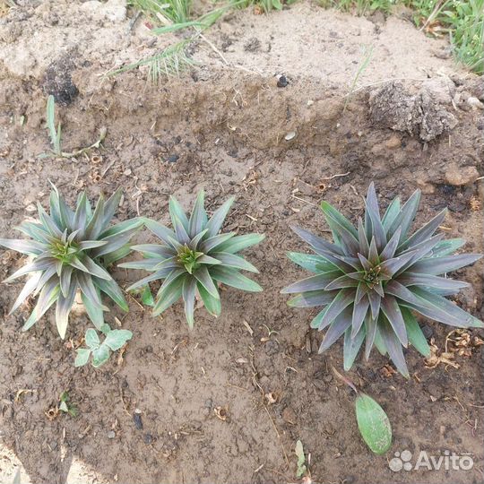 Лилия азиатская