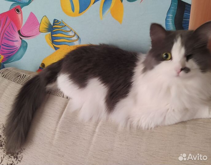 Кошка