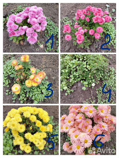Хризантемы мультифлора
