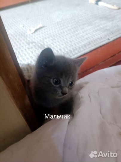 Котята в добрые руки доставка