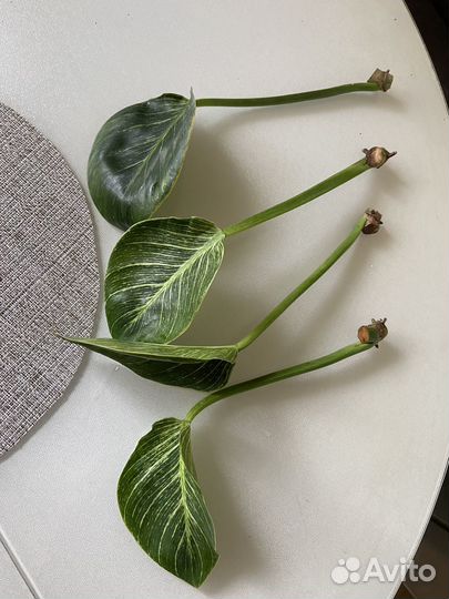 Комнатные растения