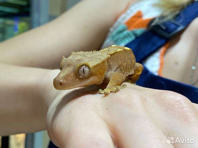 Реснитчатый бананоед (Rhacodactylus ciliatus)