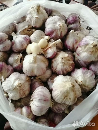 Продам чеснок
