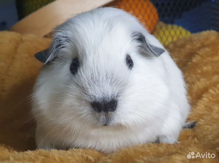 Морская свинка/Калифорния/Лобня