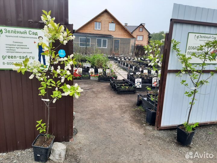 Саженцы из плодопитомника