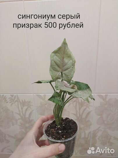 Комнатные растения