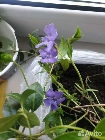 Барвинок вьющийся/многолетник