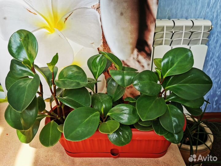 Пеперомия туполистная