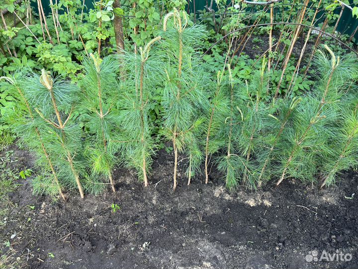 Саженец кедра сибирского