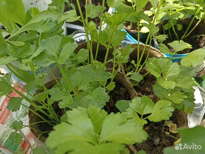 Сельдерей черешковый